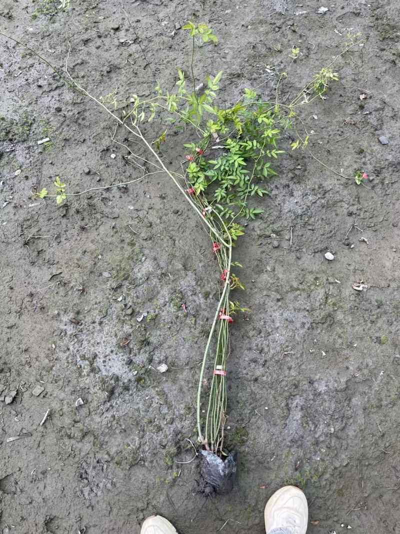 贵州蔷薇批发贵州苗木基地供应各类规格蔷薇基地直销