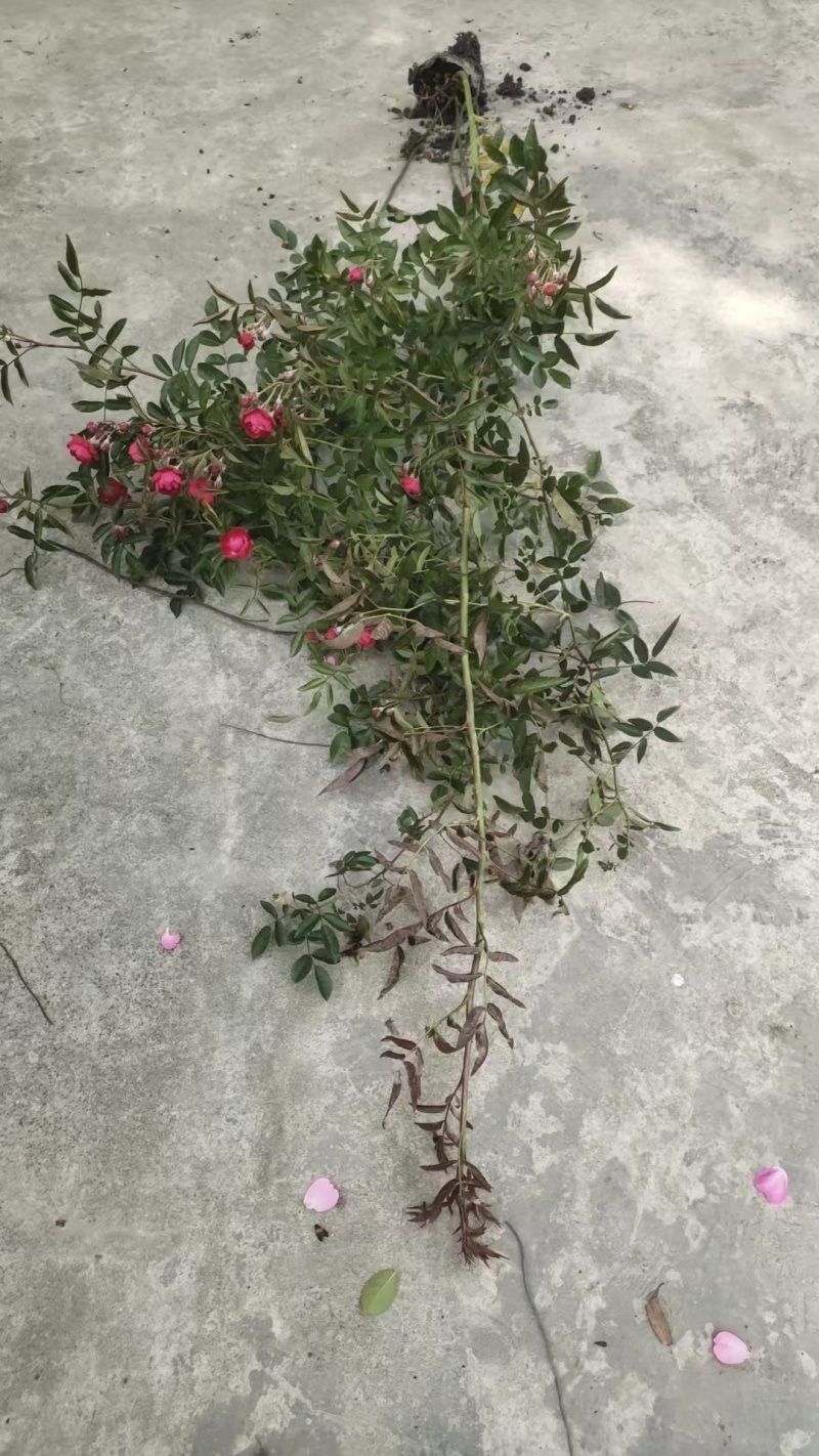 重庆蔷薇批发重庆苗木基地供应各类规格蔷薇基地直销