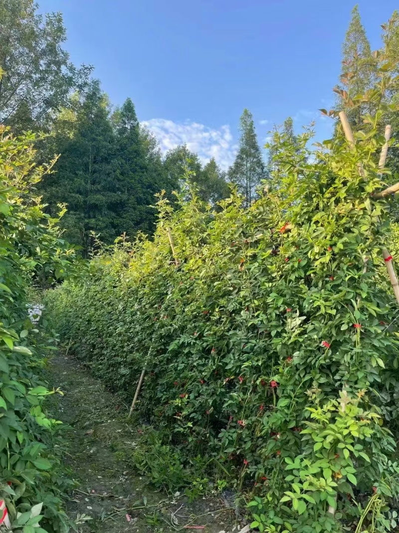 重庆蔷薇批发重庆苗木基地供应各类规格蔷薇基地直销