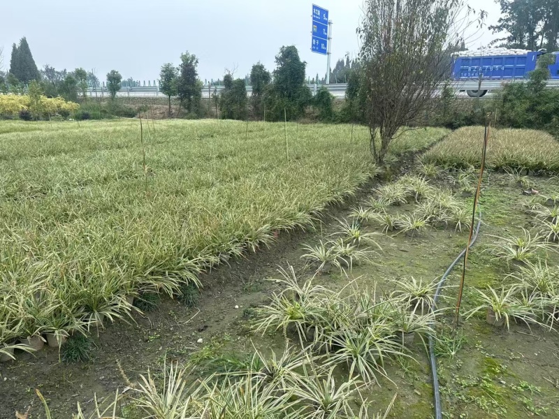 重庆金边阔叶麦冬直销重庆苗木基地直销金边阔叶麦冬