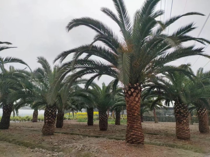 重庆加拿利海枣批发重庆苗木基地供应各类规格加拿利海枣