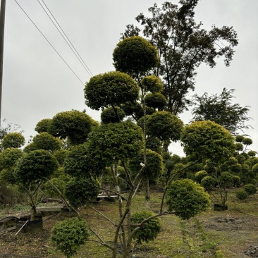 成都造型亮晶女贞200公分250公分批发成都苗木基地