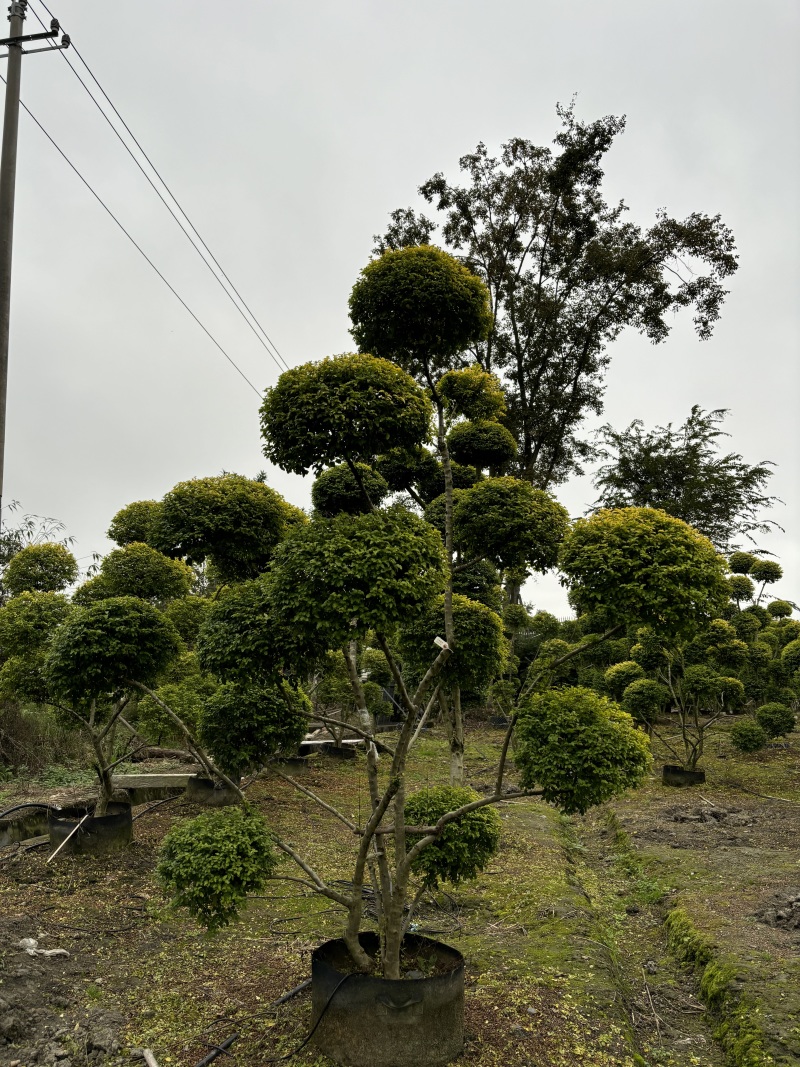 成都造型亮晶女贞200公分250公分批发成都苗木基地