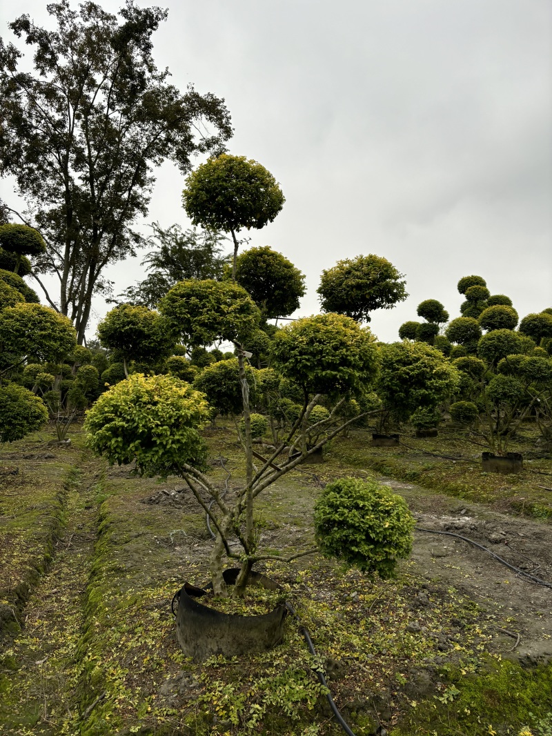 成都造型亮晶女贞200公分250公分批发成都苗木基地
