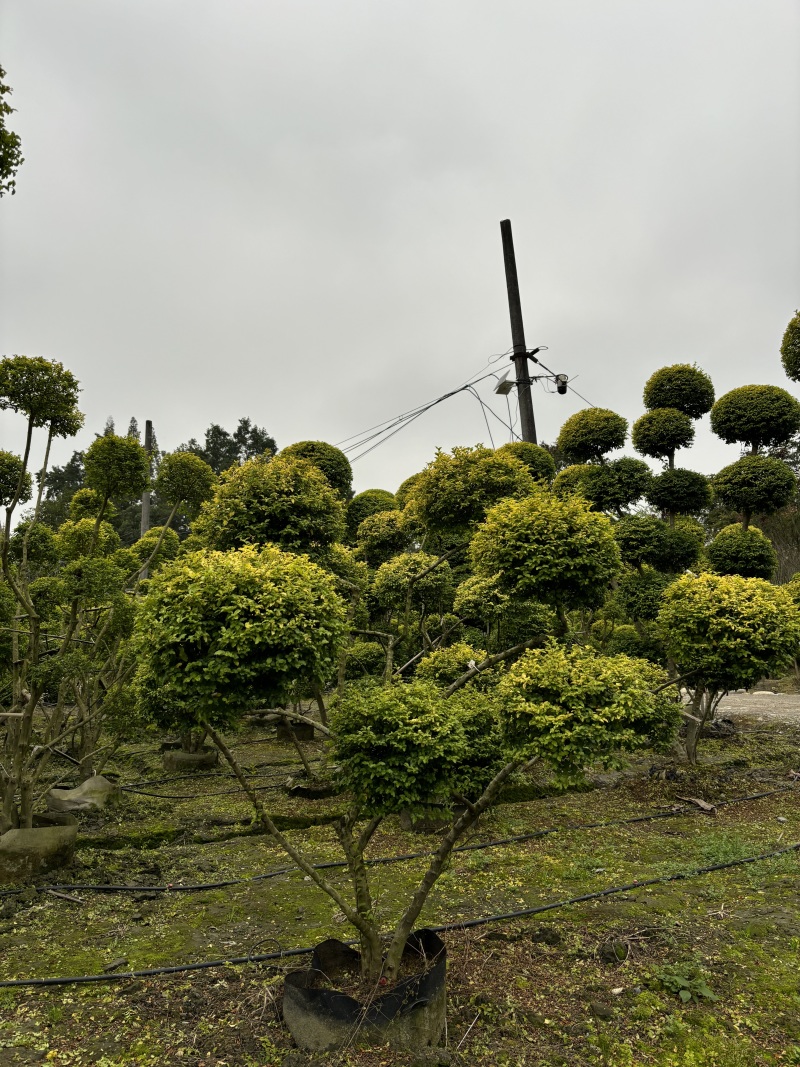 重庆造型亮晶女贞200公分250公分批发重庆苗木基地