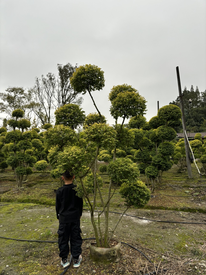 重庆造型亮晶女贞200公分250公分批发重庆苗木基地