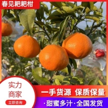 【推荐】四川春见柑桔耙耙柑一手货源供应市场商超电商