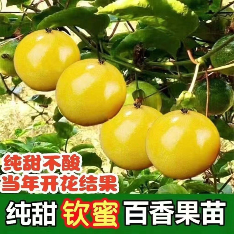 钦密9号黄金百香果