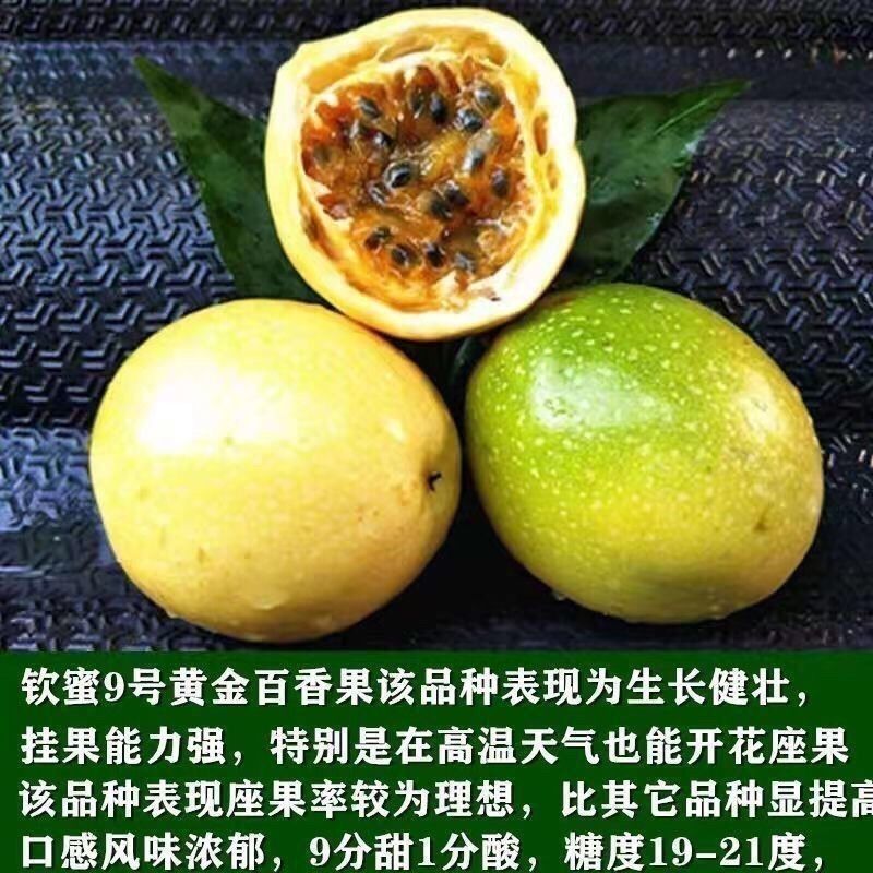 钦密9号黄金百香果