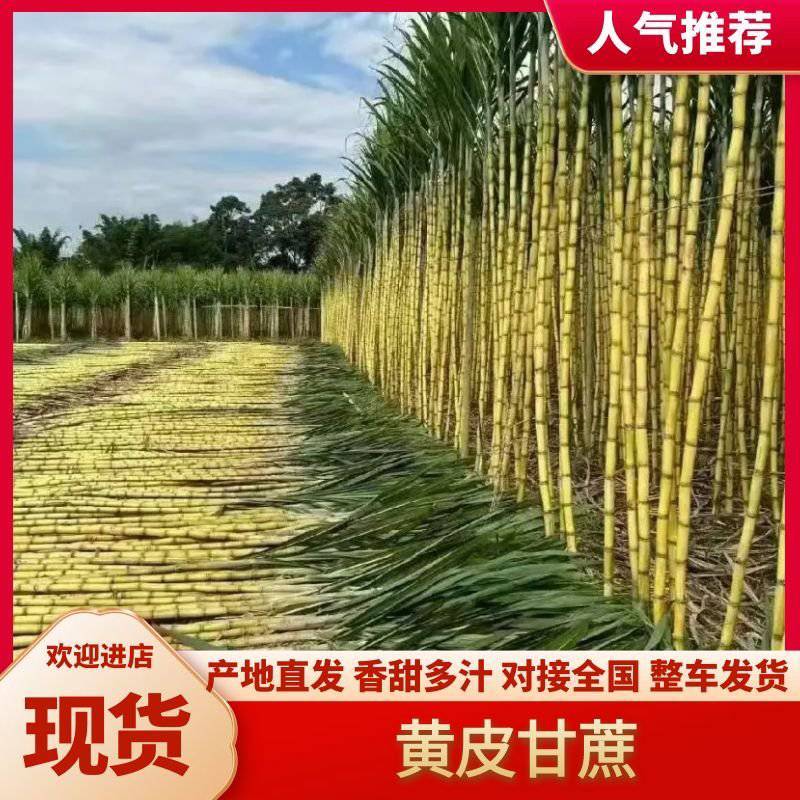 云南黄金甘蔗普洱黄皮甘蔗黑甘蔗对接超市市场批发