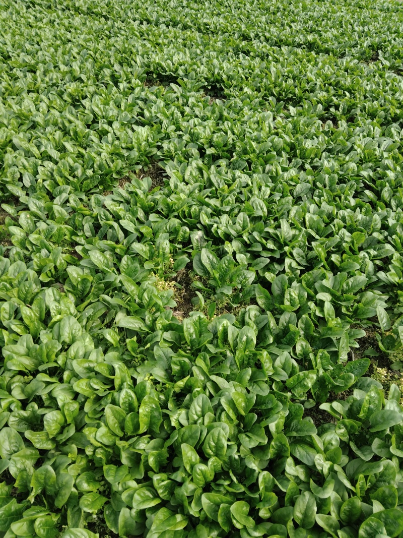 菠菜