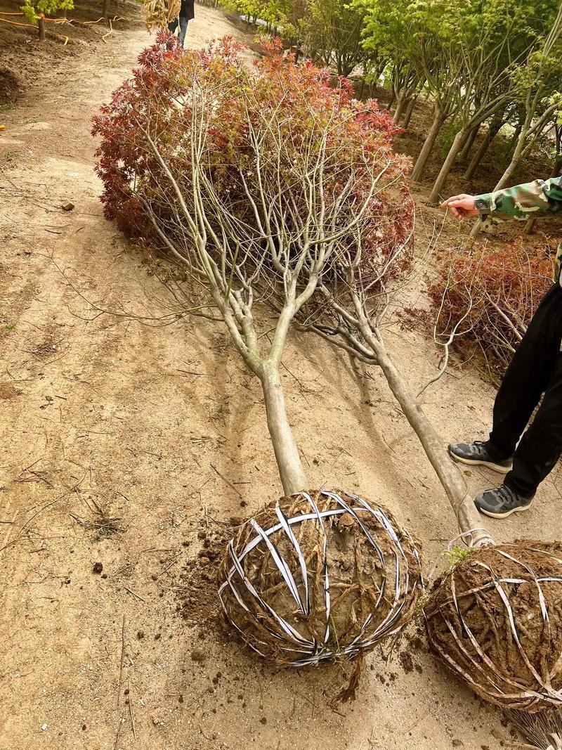 红枫大量供应