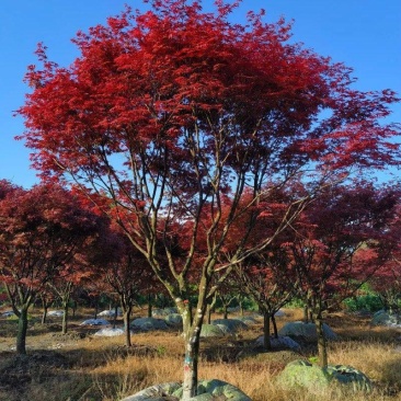 红枫大量供应