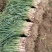 【推荐】富平红根春蒜苗产地直发货源充足红根叶绿