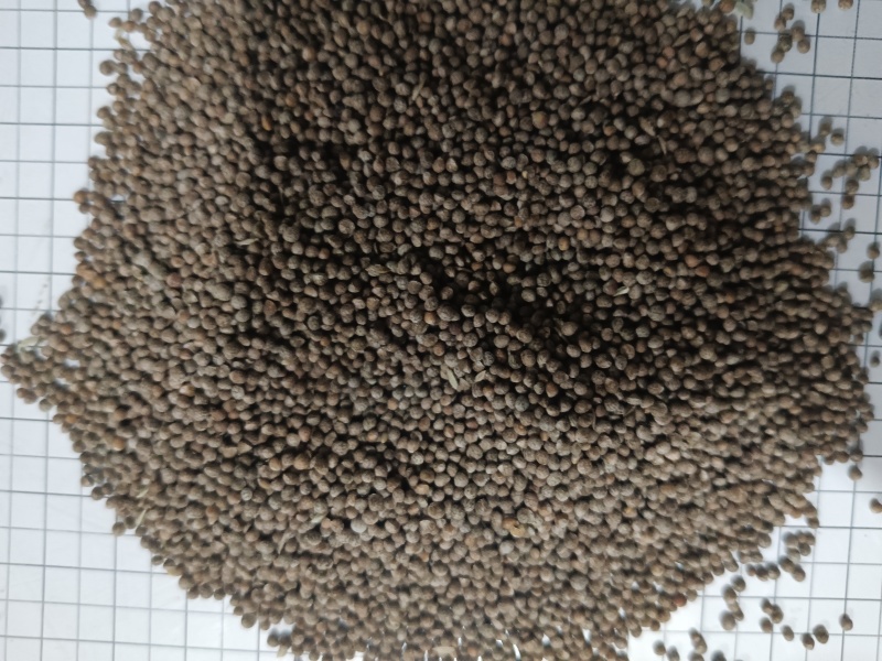 苏子，紫苏子，新货无硫，产地直发，实拍现货