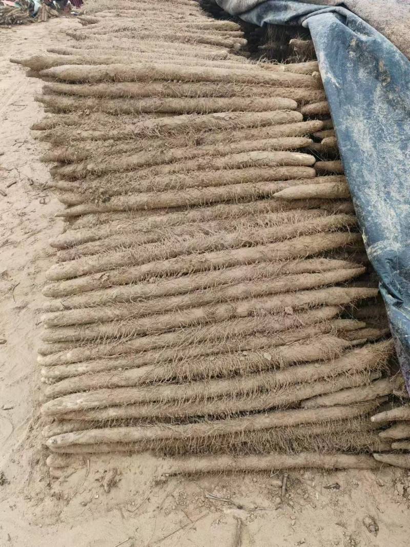 安阳内黄麻山药产地一手货源现挖现发品质保证