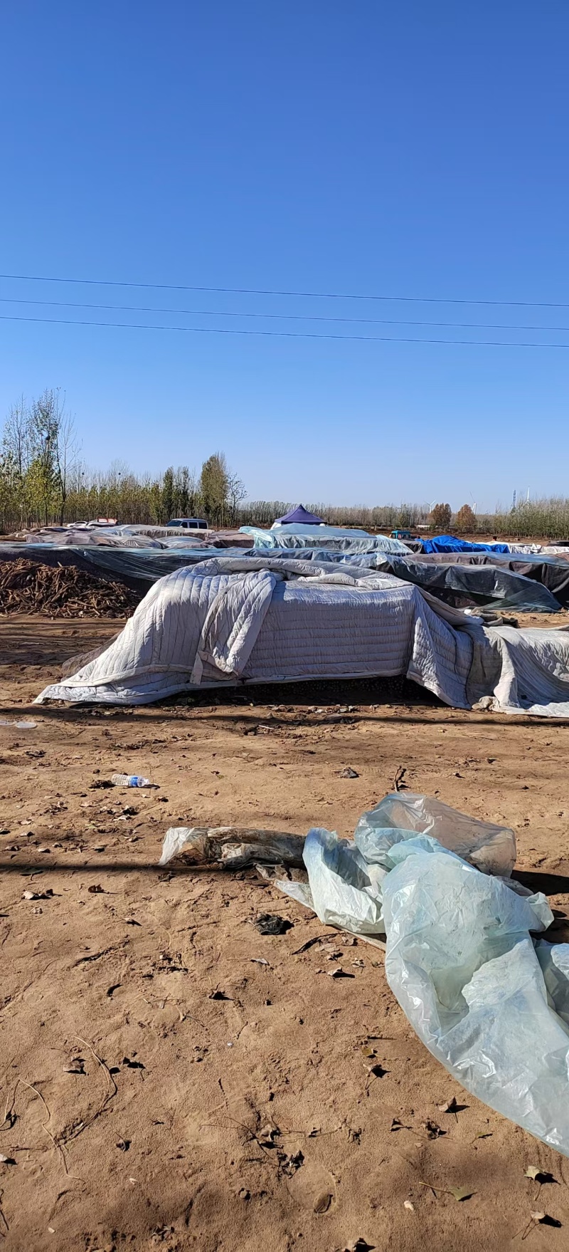 安阳内黄麻山药产地一手货源现挖现发品质保证