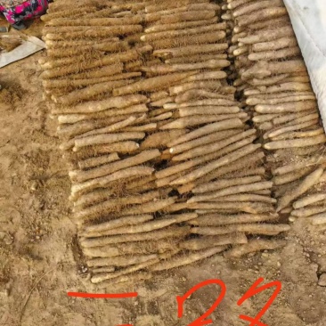 安阳内黄麻山药产地一手货源现挖现发品质保证