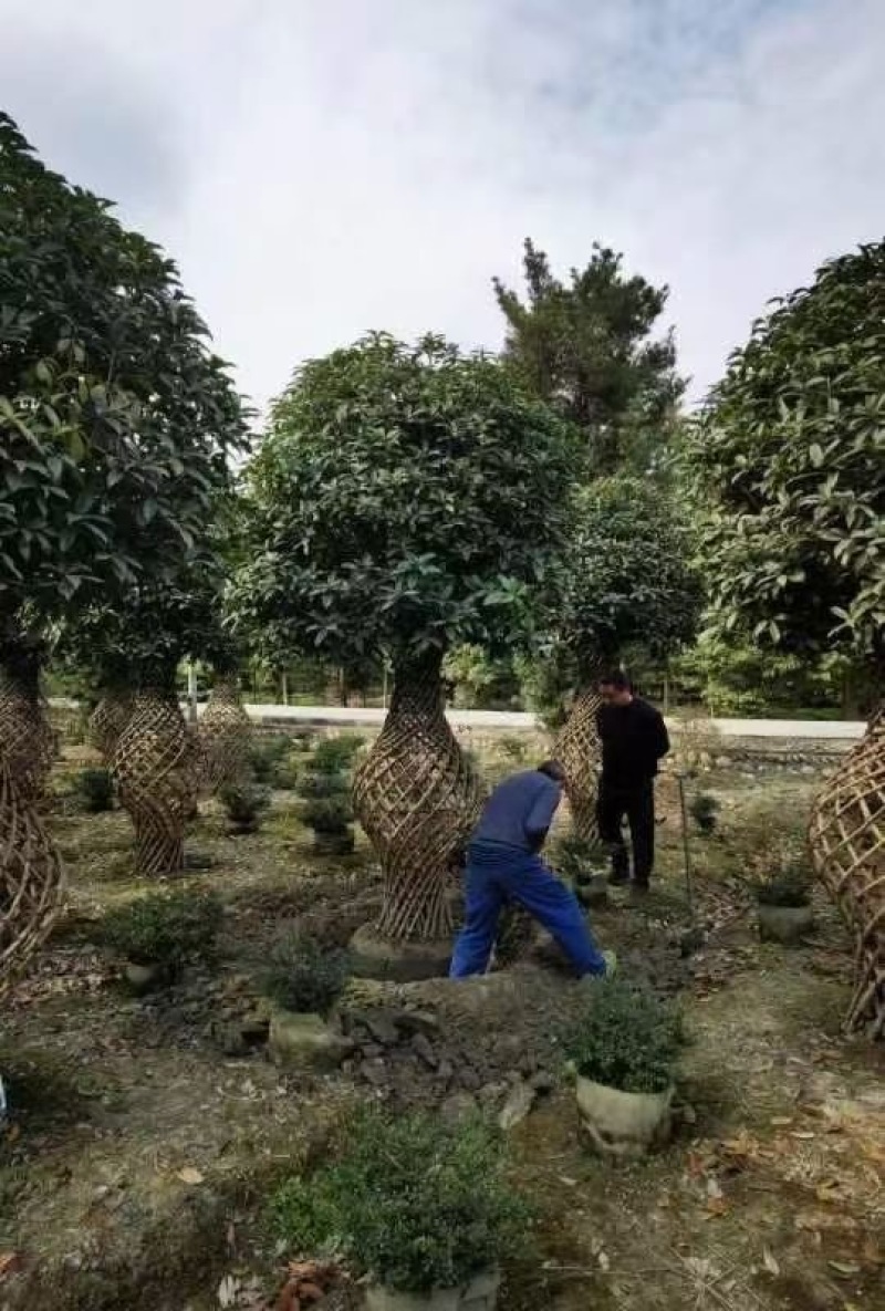 成都一年两年三年紫薇花瓶批发成都苗木基地直销