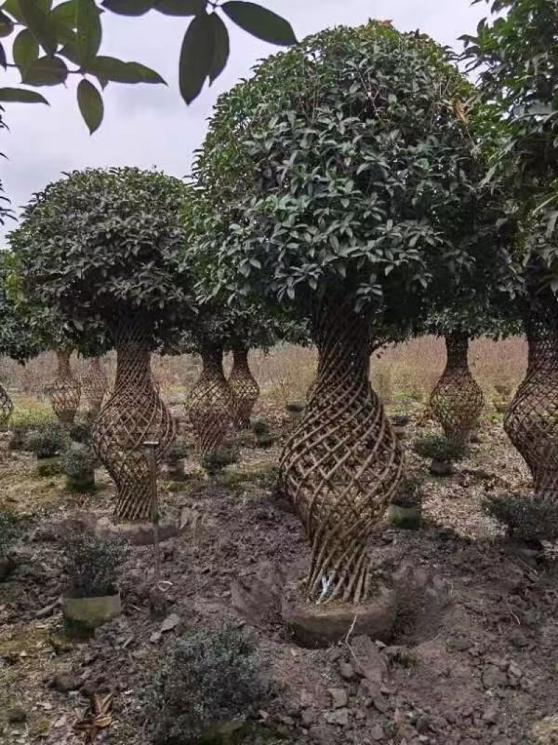 成都一年两年三年紫薇花瓶批发成都苗木基地直销