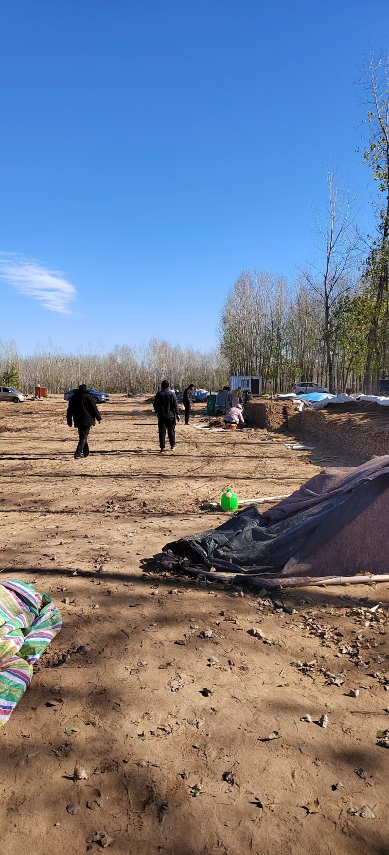安阳内黄麻山药产地一手货源现挖现发品质保证