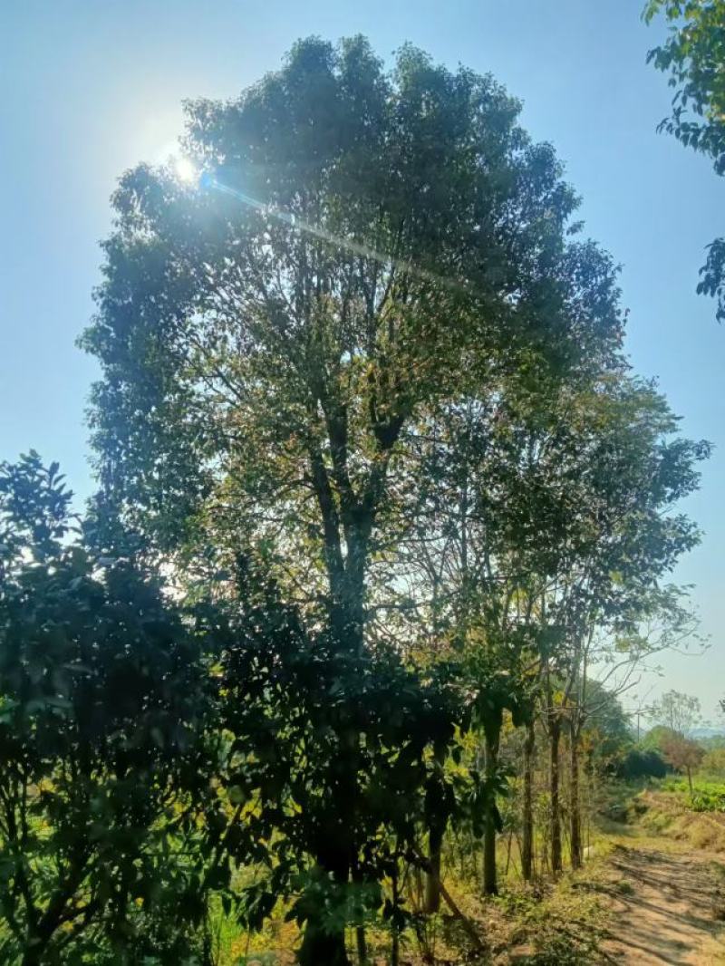 香樟大量供应，欢迎电话咨询