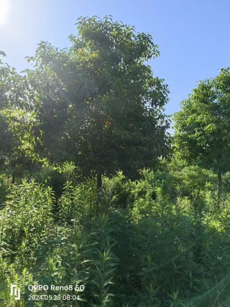 香樟大量供应，欢迎电话咨询