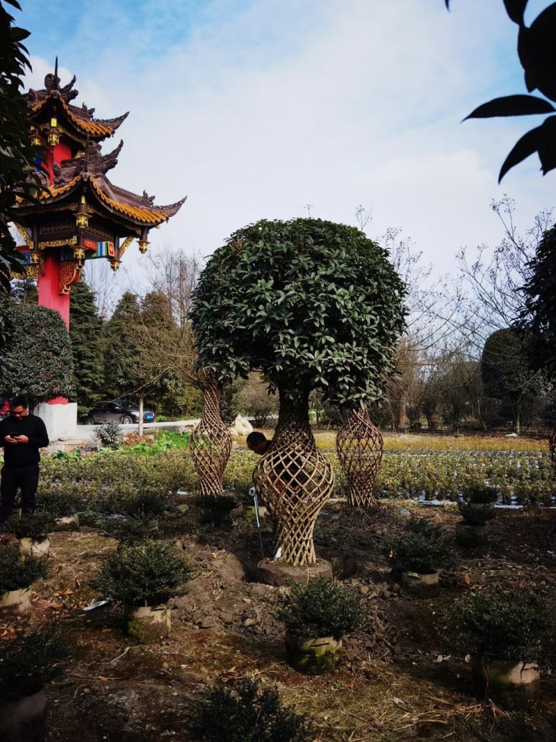 重庆一年两年三年紫薇花瓶批发重庆苗木基地直销