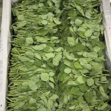 豌豆苗豌豆尖豌豆尾