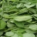 豌豆苗豌豆尖豌豆尾