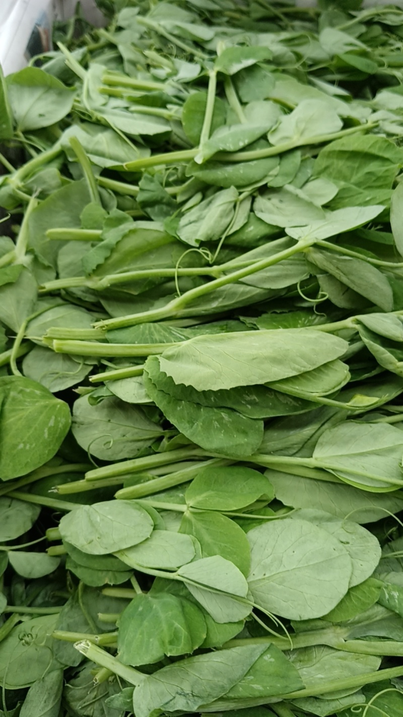 豌豆苗豌豆尖豌豆尾