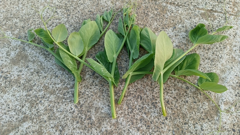 豌豆苗豌豆尖豌豆尾