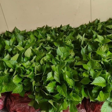 八仙花色块苗大量供应