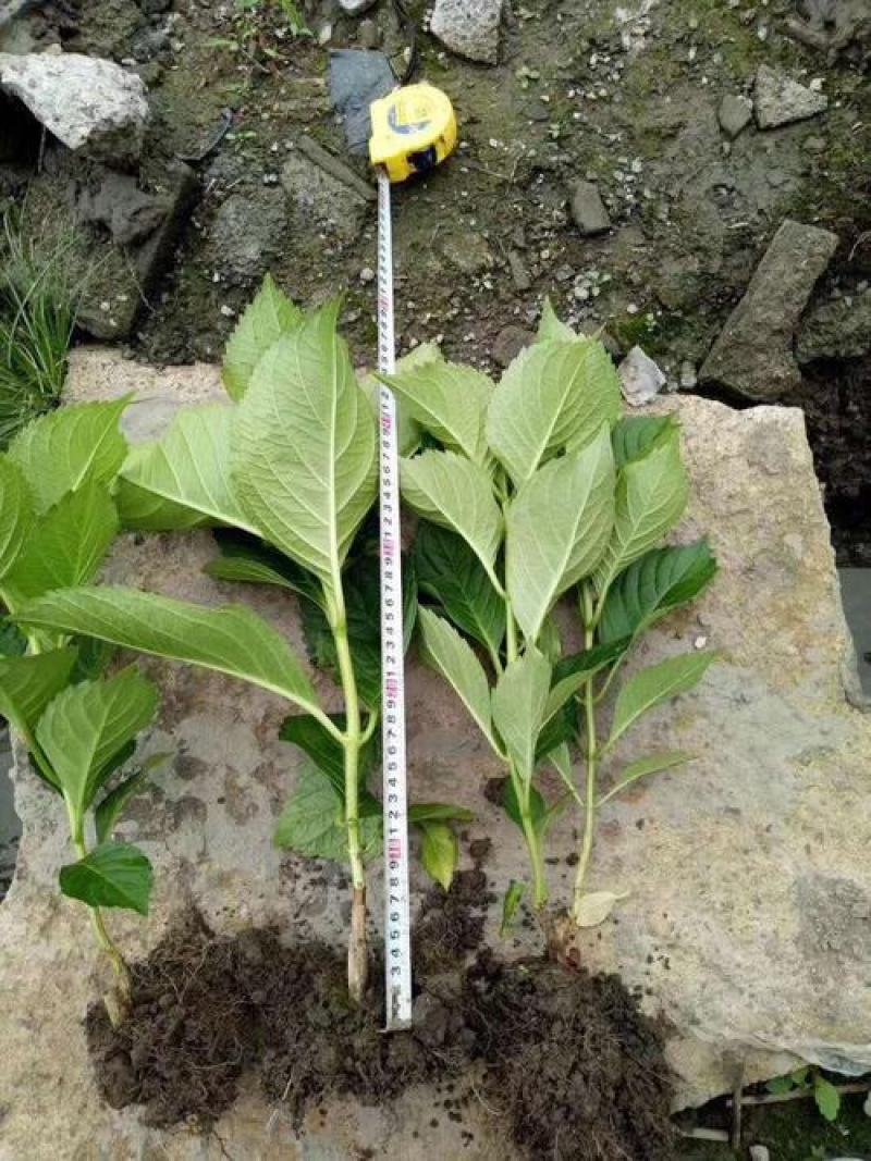 八仙花色块苗大量供应
