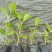 八仙花色块苗大量供应