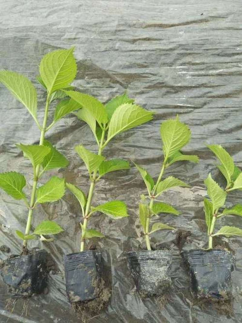 八仙花色块苗大量供应
