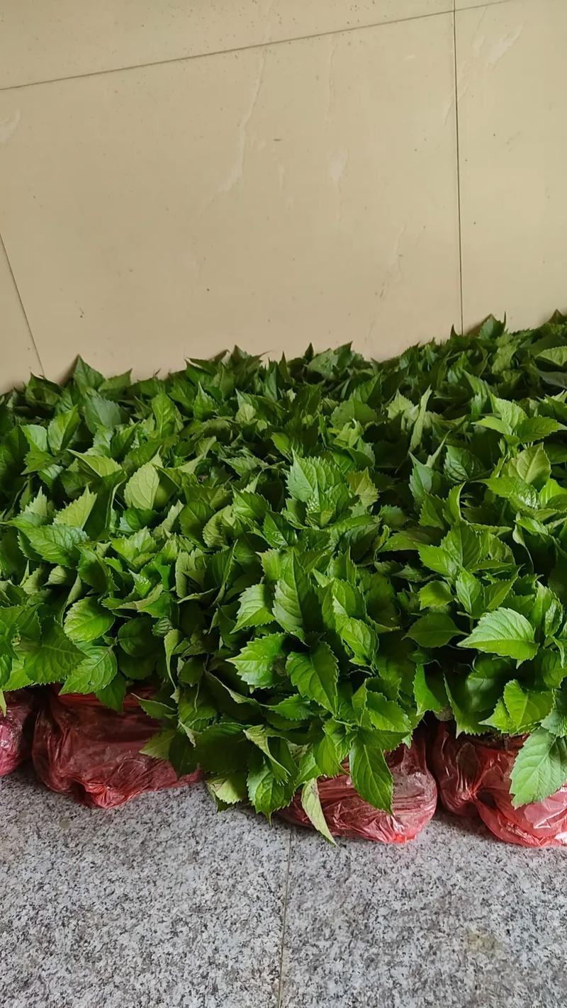 八仙花色块苗大量供应
