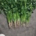 河南焦作精品香菜，铁杆，大叶香菜基地直发量大从优