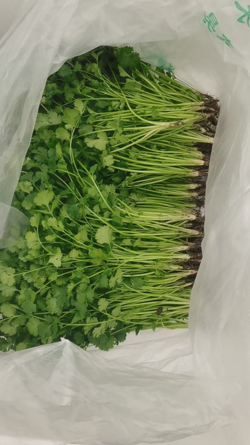河南焦作精品香菜，铁杆，大叶香菜基地直发量大从优