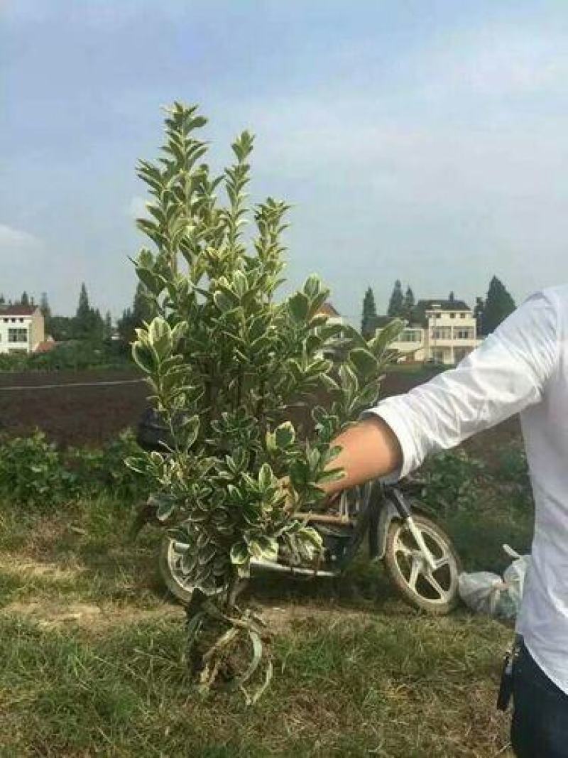 金边黄杨毛球供应