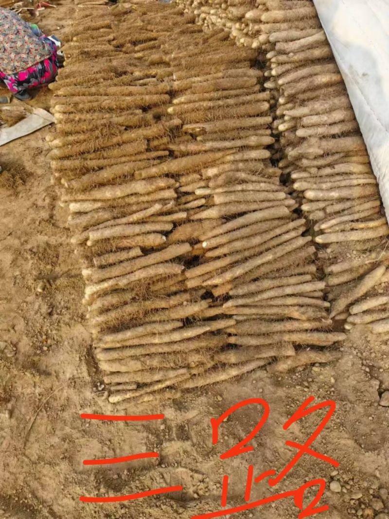 【产地直发】新鲜双棒山药二三路大货规格齐全无中间商赚差