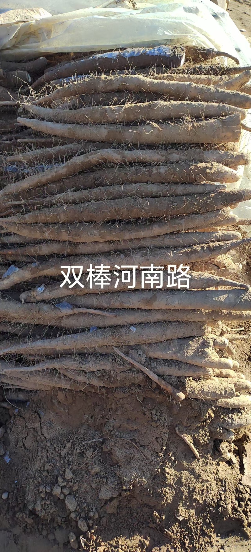 【产地直发】新鲜双棒山药二三路大货规格齐全无中间商赚差