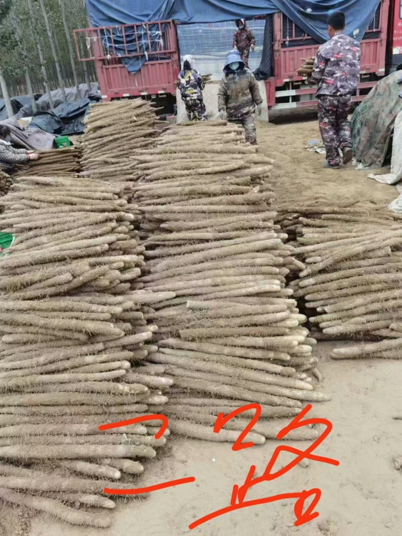 【产地直发】新鲜双棒山药二三路大货规格齐全无中间商赚差