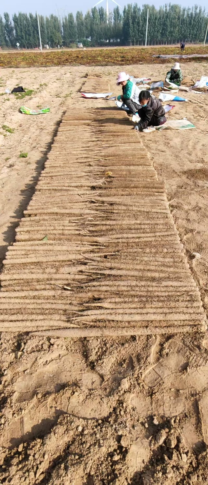 【产地直发】新鲜双棒山药二三路大货规格齐全无中间商赚差