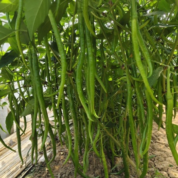 大果黄线椒