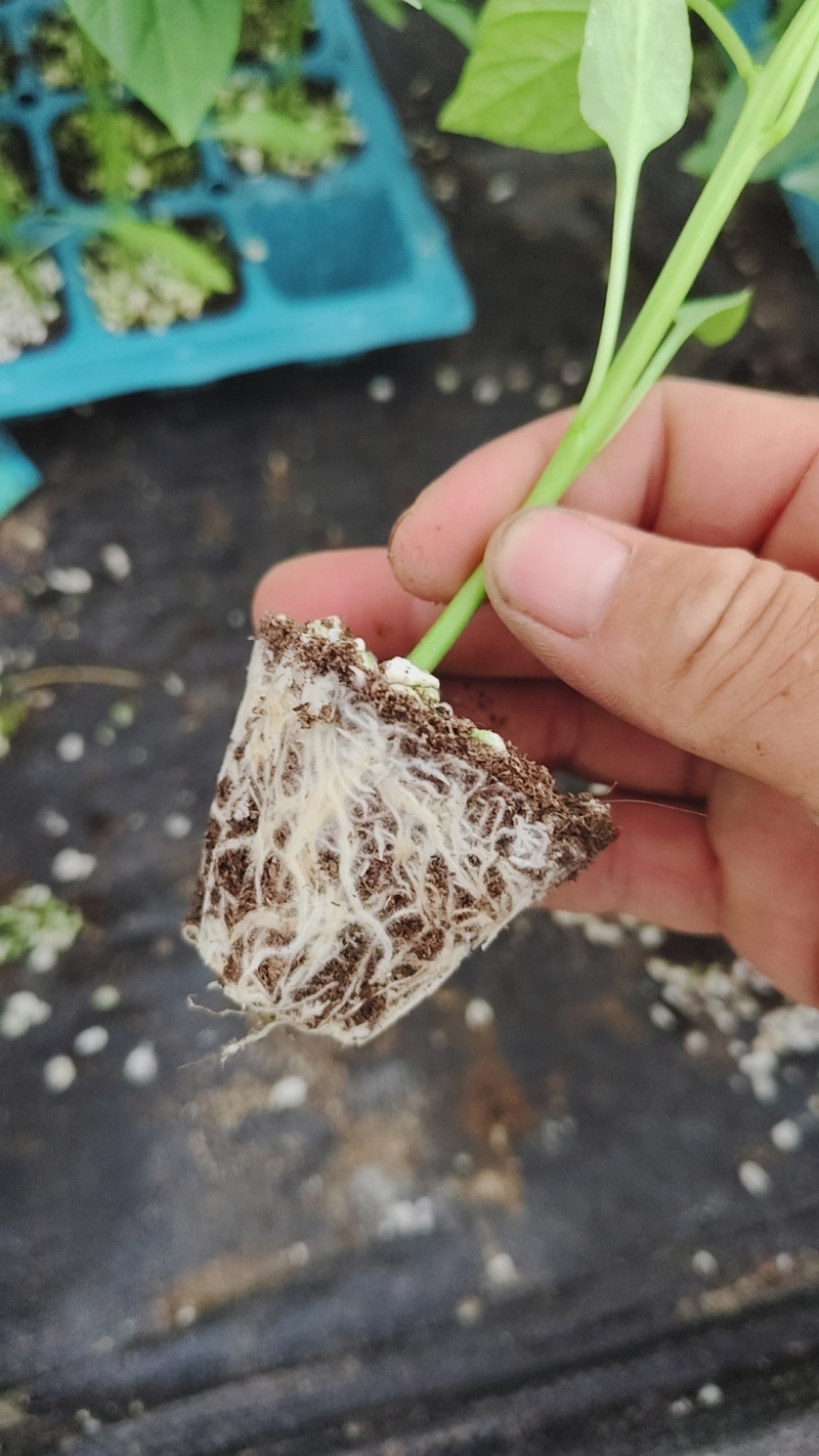 大果黄线椒