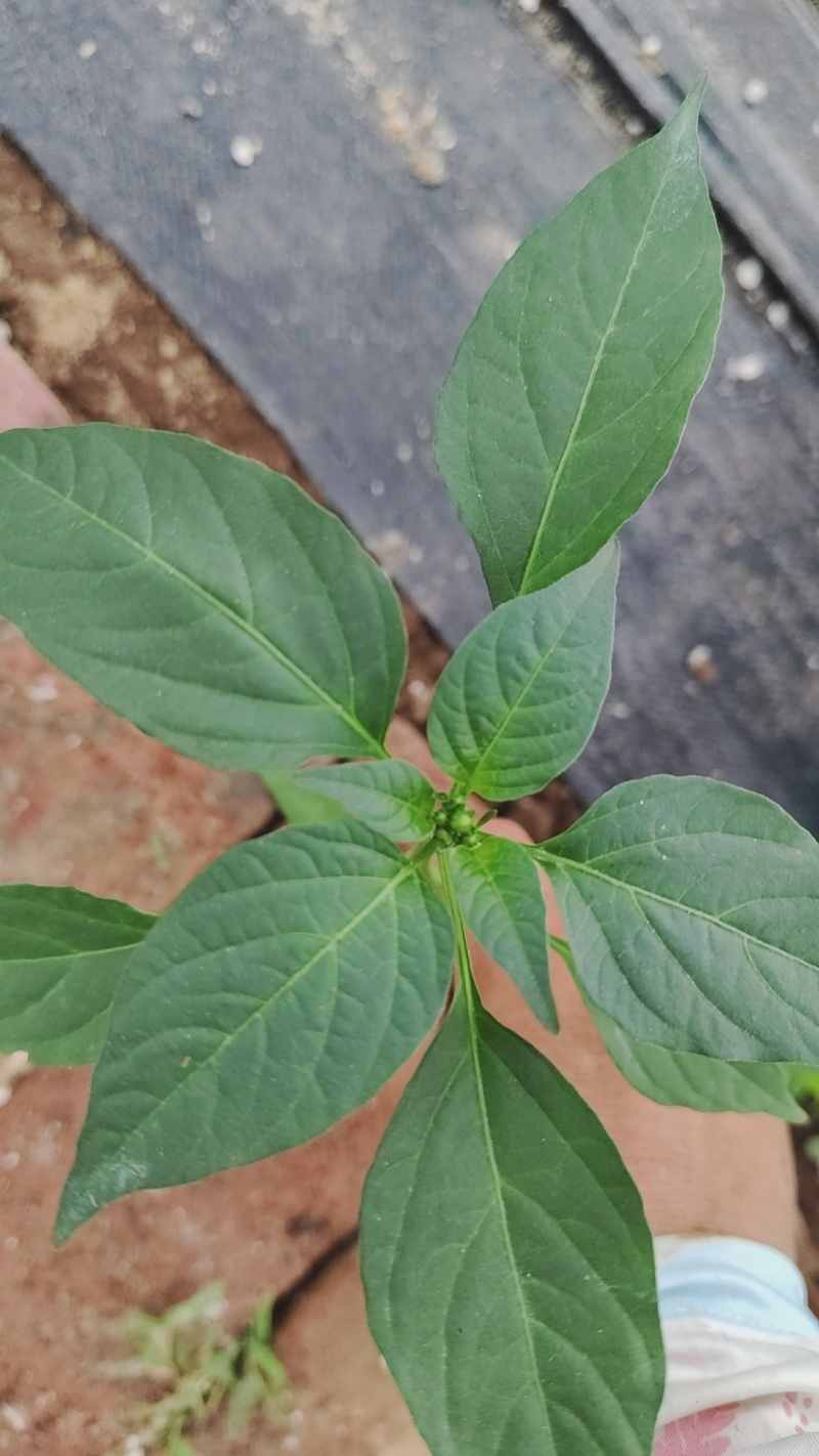 大果黄线椒