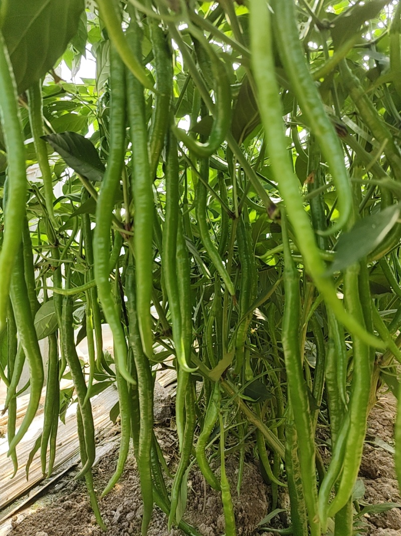 大果黄线椒