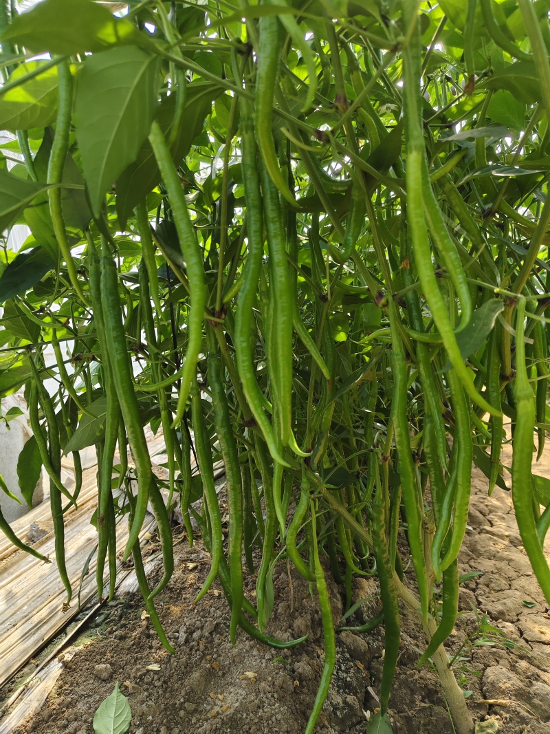 大果黄线椒