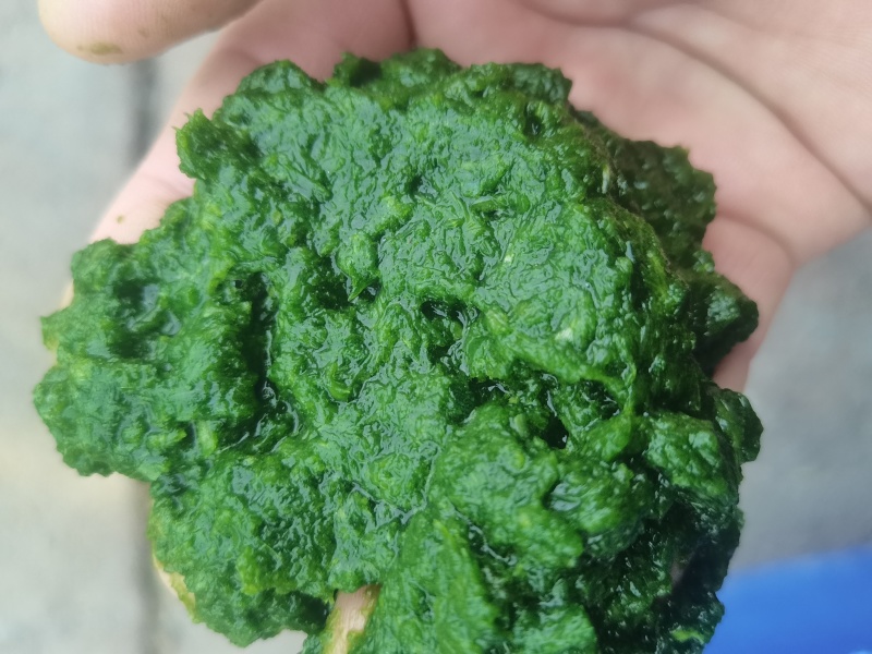 韭花酱商用，欢迎全国客户下单。图片就是产品